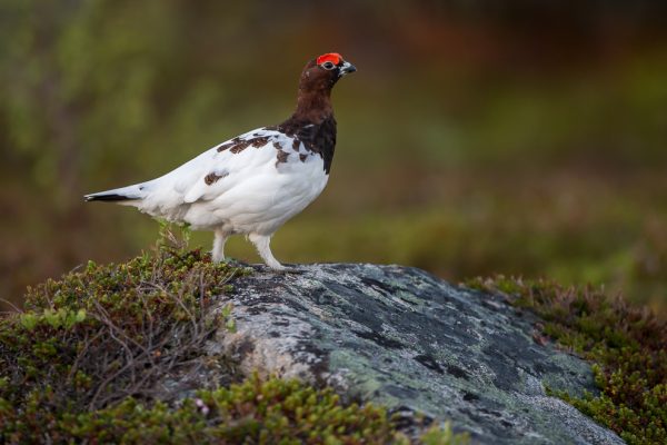 Lirypestegg på en stein