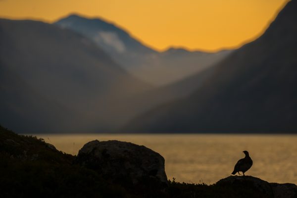 Sommernatt ved Gjende - Bilde 2