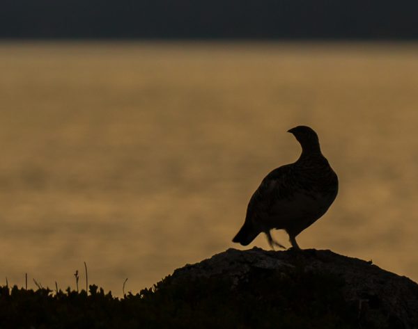 Sommernatt ved Gjende - Bilde 3