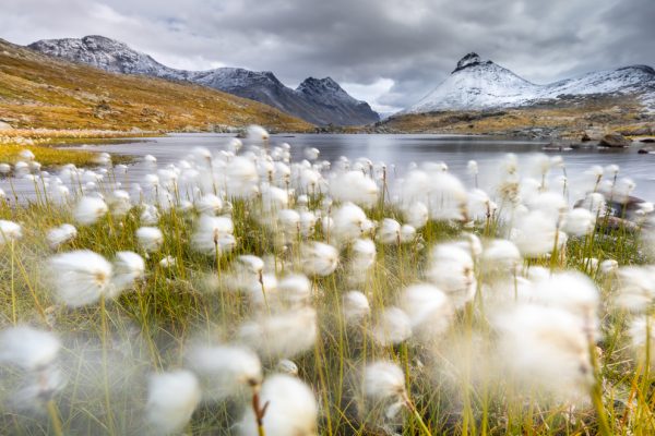 Myrull i Jotunheimen - Bilde 2