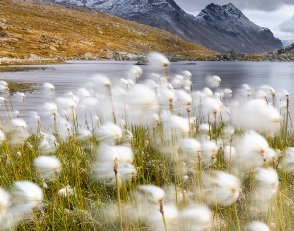 Myrull i Jotunheimen - Bilde 3