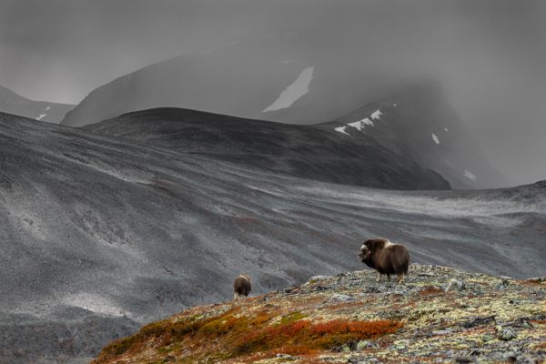 Moskus i storslått landskap - Bilde 2