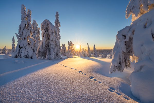 Solnedgang i fjellgranskogen