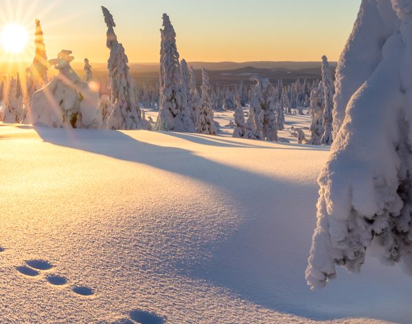 Solnedgang i fjellgranskogen - Bilde 2
