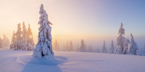 Fjellgranskog i tåke - Bilde 2
