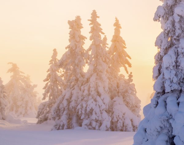 Fjellgranskog i tåke - Bilde 3