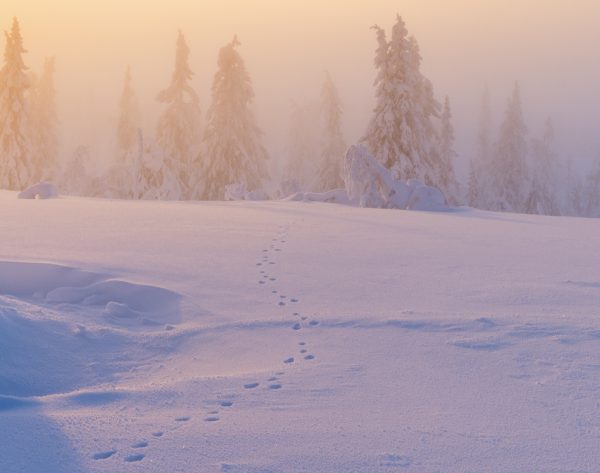 Fjellgranskog i tåke - Bilde 4