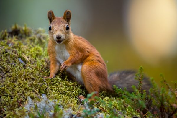 Ekorn med blikkontakt