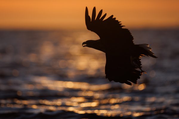 Havørn i solnedgang