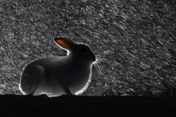 Hare i snøstorm